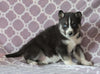 Siberian Husky For Sale Fredericksburg, OH Female- Carey