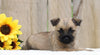 AKC Registered Cairn Terrier For Sale Millersburg, Female- Maggie