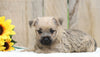 AKC Registered Cairn Terrier For Sale Millersburg, OH Female- Kelsey