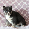 Siberian Husky For Sale Fredericksburg, OH Female- Cassie