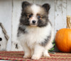 ACA Registered Pomeranian For Sale Millersburg, OH Male- Bruno