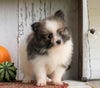 ACA Registered Pomeranian For Sale Millersburg, OH Male- Bruno
