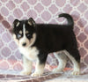 Siberian Husky For Sale Fredericksburg, OH Male- Max