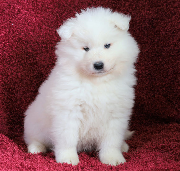 AKC Registered Samoyed For Sale Danville, OH Male- Lucky