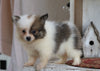 ACA Registered Pomeranian For Sale Millersburg, OH Female- Tiny