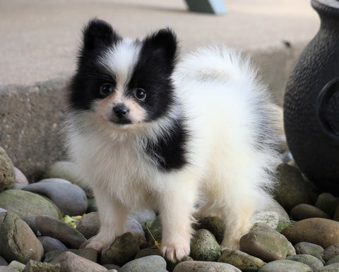 ACA Registered Pomeranian For Sale Millersburg, OH Female- Cindy