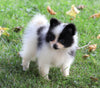 ACA Registered Pomeranian For Sale Millersburg, OH Female- Cindy