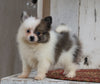 ACA Registered Pomeranian For Sale Millersburg, OH Female- Tiny
