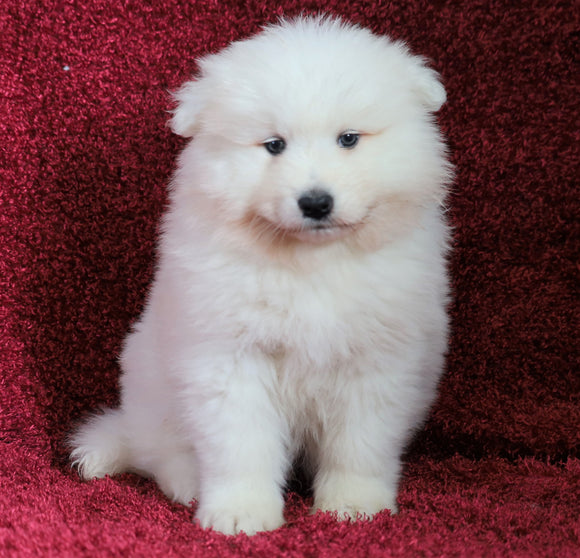 AKC Registered Samoyed For Sale Danville, OH Male- Teddy