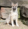 German Shepherd/ Siberian Husky For Sale Millersburg, OH Female- Alice