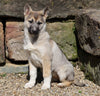 German Shepherd/ Siberian Husky For Sale Millersburg, OH Female- Alice