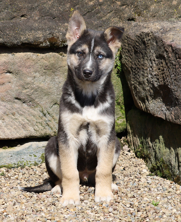 German Shepherd/ Siberian Husky For Sale Millersburg, OH Male- Spencer