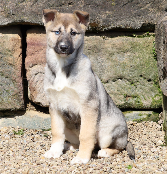 German Shepherd/ Siberian Husky For Sale Millersburg, OH Female- Carmella