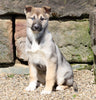 German Shepherd/ Siberian Husky For Sale Millersburg, OH Female- Carmella