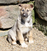 German Shepherd/ Siberian Husky For Sale Millersburg, OH Female- Carmella