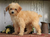 Poodle Mix Puppy For Sale Millersburg, OH Female- Daisy