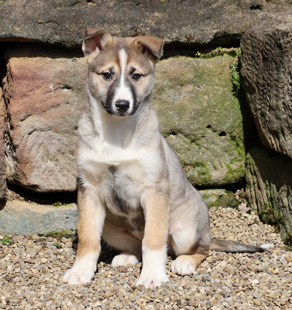 German Shepherd/ Siberian Husky For Sale Millersburg, OH Female- Brooke