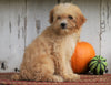 Poodle Mix Puppy For Sale Millersburg, OH Female- Daisy