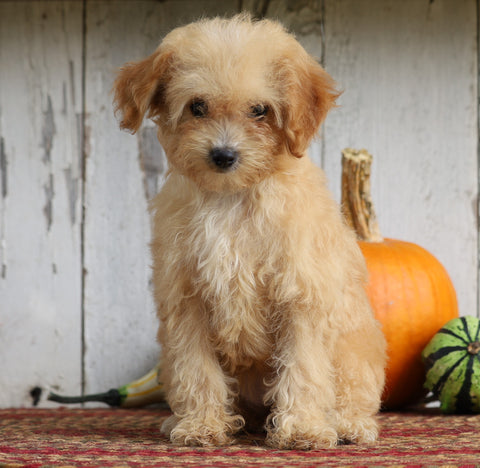 Poodle Mix Puppy For Sale Millersburg, OH Female- Daisy