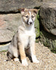 German Shepherd/ Siberian Husky For Sale Millersburg, OH Female- Brooke