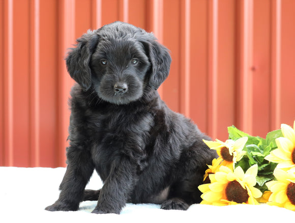 F1B Mini Labradoodle For Sale Fredericksburg, OH Female- Holly