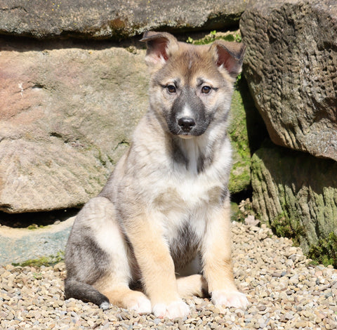 German Shepherd/ Siberian Husky For Sale Millersburg, OH Male- Clifford