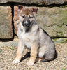 German Shepherd/ Siberian Husky For Sale Millersburg, OH Male- Clifford