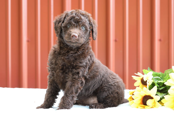 F1B Mini Labradoodle For Sale Fredericksburg, OH Female- Coco