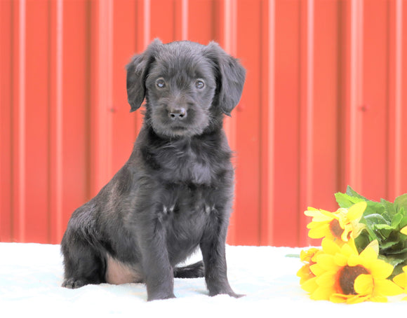 F1B Mini Labradoodle For Sale Fredericksburg, OH Female- Mia