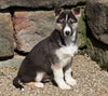 German Shepherd/ Siberian Husky For Sale Millersburg, OH Male- Captain