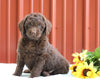 F1B Mini Labradoodle For Sale Fredericksburg, OH Male- Chocolate