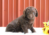 F1B Mini Labradoodle For Sale Fredericksburg, OH Male- Chocolate