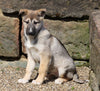 German Shepherd/ Siberian Husky For Sale Millersburg, OH Male- Thomas
