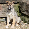 German Shepherd/ Siberian Husky For Sale Millersburg, OH Male- Thomas