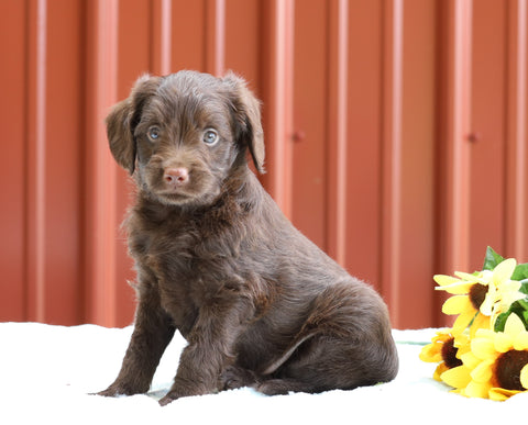 F1B Mini Labradoodle For Sale Fredericksburg, OH Male- Rover