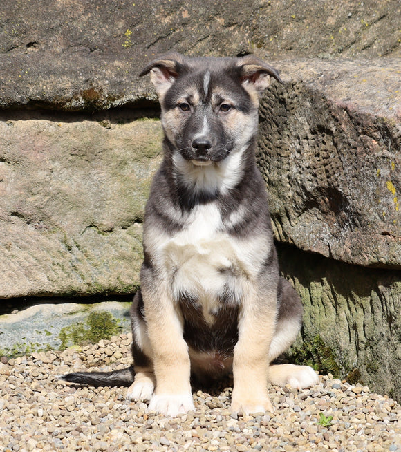 German Shepherd/ Siberian Husky For Sale Millersburg, OH Male- Winston