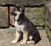 German Shepherd/ Siberian Husky For Sale Millersburg, OH Male- Winston