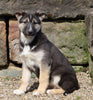 German Shepherd/ Siberian Husky For Sale Millersburg, OH Male- Winston