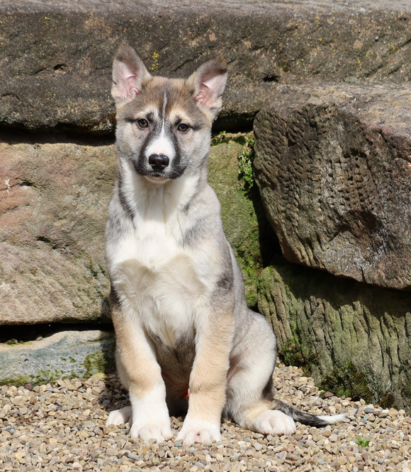 German Shepherd/ Siberian Husky For Sale Millersburg, OH Male- Jenson