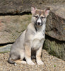 German Shepherd/ Siberian Husky For Sale Millersburg, OH Male- Jenson