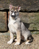 German Shepherd/ Siberian Husky For Sale Millersburg, OH Male- Jenson