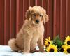 Standard Goldendoodle For Sale Fredericksburg, OH Male- Rex