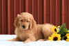 Standard Goldendoodle For Sale Fredericksburg, OH Male- Rex