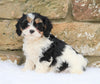 Cavachon Puppy For Sale Fredericksburg, OH Female- Sophie