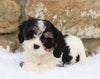 Cavachon Puppy For Sale Fredericksburg, OH Female- Sophie