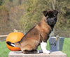 AKC Registered Akita For Sale Millersburg, OH Male- Lucky