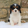 Cavachon Puppy For Sale Fredericksburg, OH Male- Theo