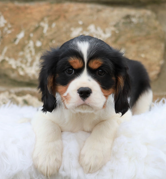 Cavachon Puppy For Sale Fredericksburg, OH Male- Theo