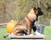AKC Registered Akita For Sale Millersburg, OH Male- Smokey