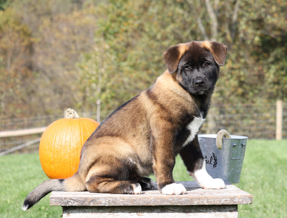 AKC Registered Akita For Sale Millersburg, OH Male- Smokey
